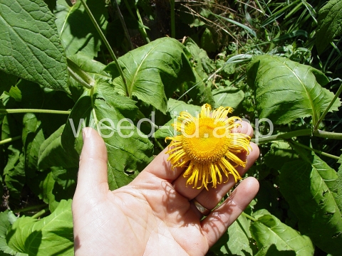 elecampane